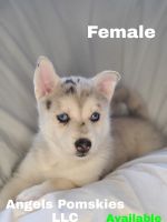 Pomsky Puppies for sale in Mounds View, MN 55112, USA. price: NA