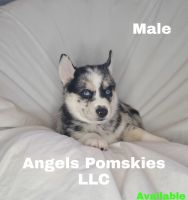 Pomsky Puppies Photos