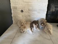 Pomsky Puppies for sale in Rockwall, TX, USA. price: NA