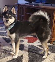 Pomsky Puppies for sale in Listonburg, PA 15424, USA. price: NA