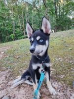 Pomsky Puppies for sale in 180 Sweetwater Creek Dr, Canton, GA 30114, USA. price: NA