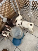Pomsky Puppies for sale in Loveland, CO, USA. price: NA