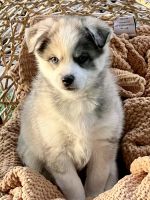 Pomsky Puppies for sale in Peoria, AZ 85383, USA. price: NA