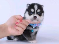 Pomsky Puppies for sale in 2001 Inwood Rd, Dallas, TX 75235, USA. price: NA