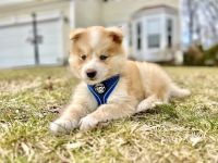 Pomsky Puppies for sale in Manassas, VA, USA. price: NA