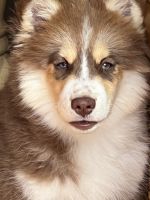Pomsky Puppies for sale in Palos Verdes Peninsula, CA 90275, USA. price: NA