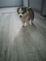 Pomsky Puppies for sale in Fort Wayne, IN, USA. price: NA