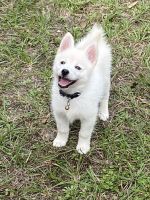 Pomsky Puppies for sale in Inverness, FL, USA. price: NA
