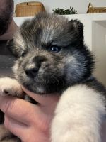 Pomsky Puppies for sale in Spanish Fork, UT 84660, USA. price: $1,000