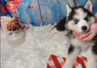 Pomsky Puppies for sale in Scottsdale, AZ 85251, USA. price: $1,795