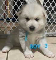 Pomsky Puppies for sale in Oak Park, MI 48237, USA. price: $600