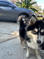 Pomsky Puppies for sale in Fayetteville, NC 28303, USA. price: $800