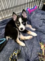 Pomsky Puppies for sale in Lawndale, CA 90260, USA. price: $1,000