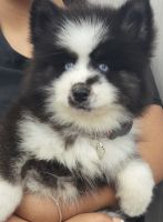 Pomsky Puppies for sale in Fort Lauderdale, FL, USA. price: $4,000