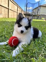 Pomsky Puppies for sale in Katy, TX, USA. price: $2,800