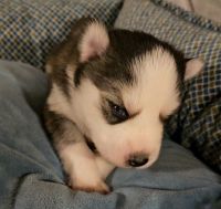 Pomsky Puppies for sale in Terre Haute, IN, USA. price: $2,000
