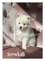 Pomsky Puppies for sale in Waynesville, MO 65583, USA. price: $700