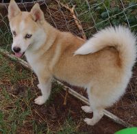Pomsky Puppies for sale in Stillwater, OK, USA. price: $300