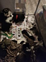 Pomsky Puppies for sale in Burlington, WI 53105, USA. price: $1,200
