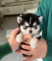 Pomsky Puppies for sale in Abbeville, Alabama. price: $500