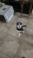 Pomsky Puppies for sale in Lehigh Acres, FL, USA. price: $1,200