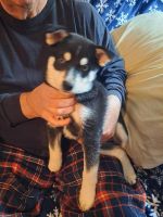 Pomsky Puppies for sale in Monticello, Indiana. price: $1,000