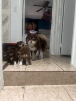 Pomsky Puppies for sale in West Palm Beach, Florida. price: NA