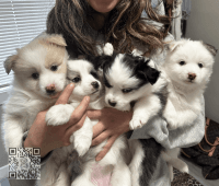 Pomsky Puppies for sale in West Hollywood, California. price: $1,400