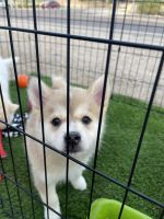 Pomsky Puppies for sale in Buckeye, Arizona. price: $1,500