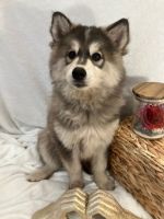 Pomsky Puppies for sale in Jacksonville, FL, USA. price: $1,800