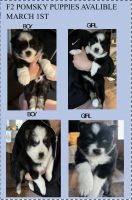 Pomsky Puppies for sale in Chicago, Illinois. price: $1,850