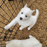 Pomsky Puppies for sale in Fairy Ave, Panama City, FL, USA. price: $550