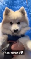 Pomsky Puppies for sale in Miami, Florida. price: $1,800
