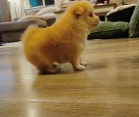 Pomsky Puppies for sale in Indio, California. price: $2,500