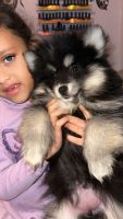 Pomsky Puppies for sale in Coventry, RI, USA. price: NA