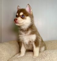 Pomsky Puppies for sale in Surprise, Arizona. price: NA