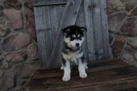 Pomsky Puppies for sale in Wooster, Ohio. price: $1,100