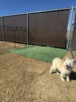 Pomsky Puppies for sale in Prescott, AZ, USA. price: $100
