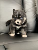 Pomsky Puppies for sale in reseda, California. price: $3,000