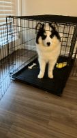 Pomsky Puppies for sale in Franklin, Ohio. price: $400