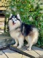Pomsky Puppies for sale in Wooster, Ohio. price: $400