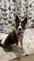 Pomsky Puppies for sale in Melbourne, Florida. price: $400