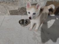 Pomsky Puppies for sale in Miami, FL, USA. price: NA