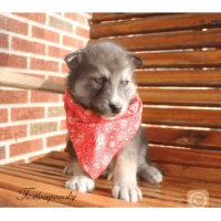 Pomsky Puppies for sale in Franklin, KY 42134, USA. price: NA