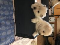 Pomsky Puppies for sale in Fort Worth, TX, USA. price: NA