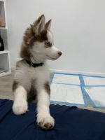 Pomsky Puppies for sale in Sherman Oaks, Los Angeles, CA, USA. price: NA