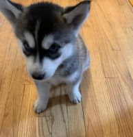 Pomsky Puppies for sale in Chino, CA, USA. price: NA