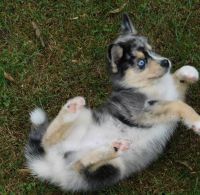 Pomsky Puppies for sale in Chicago, IL, USA. price: NA