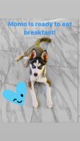Pomsky Puppies for sale in East Windsor, CT, USA. price: NA