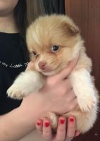 Pomsky Puppies for sale in Pittsburgh, PA, USA. price: NA